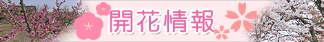 関空特急はるか沿線さくら開花情報