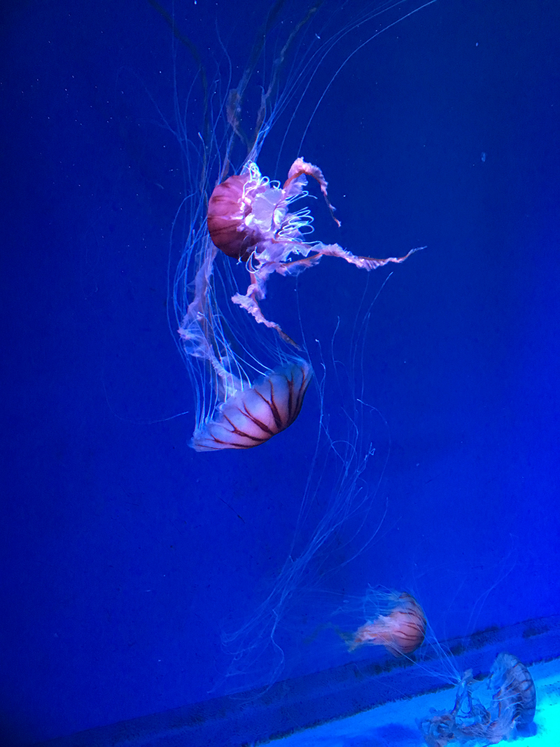 京都水族館